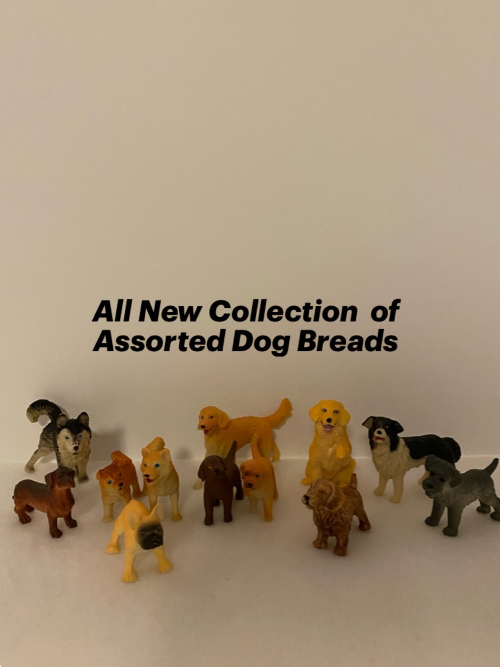 Assorted  Breeds of Dogs